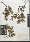 Foto von Salix glaucosericea Flod. x Salix retusa L.